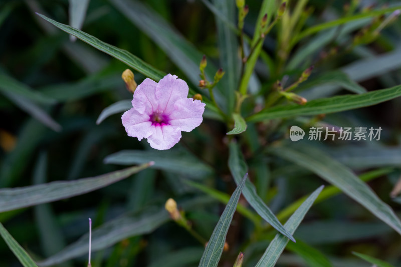 路边，盛开的蓝花草特写