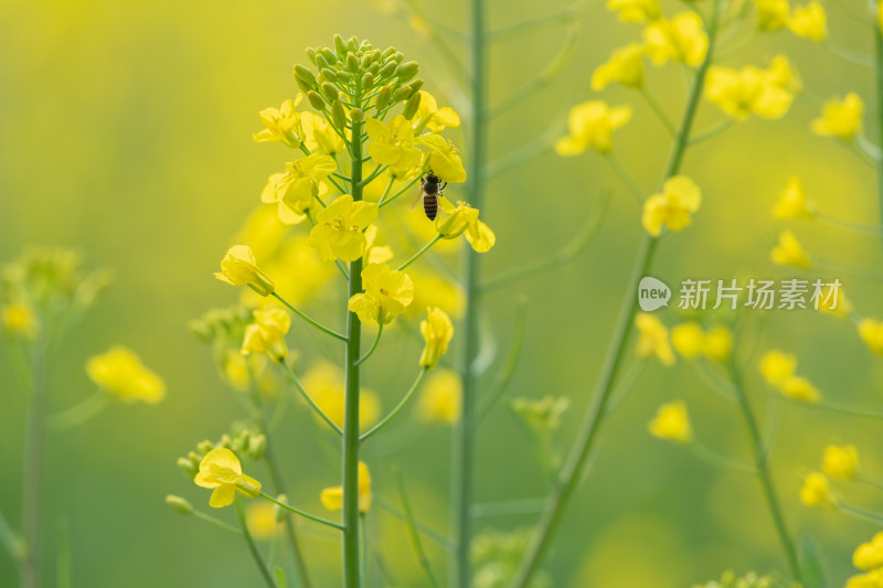 春天油菜花和蜜蜂