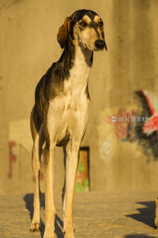 以色列海边城市的瘦犬