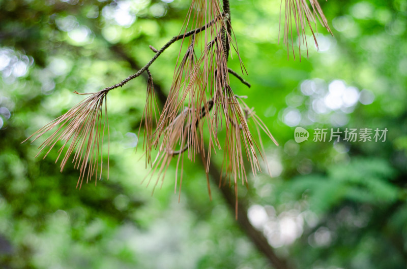 树林中干枯的松针特写