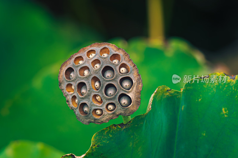 秋天池塘里枯萎的莲蓬