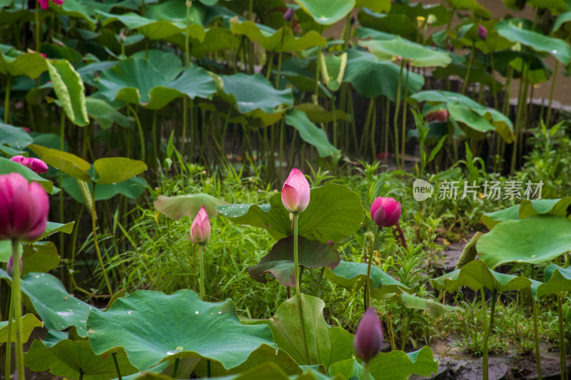 雨中的粉色荷花