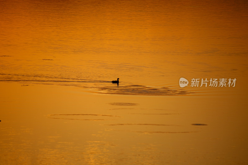 夕阳下水面上的鸟群晚霞