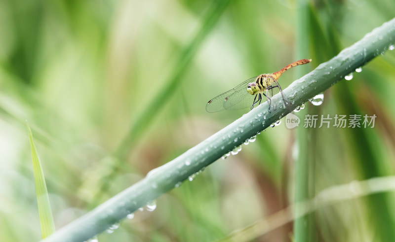 水生植物生态摄影