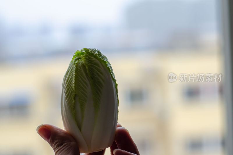 手中握着的新鲜白菜