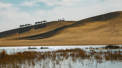 内蒙古沙漠骆驼远景湿地