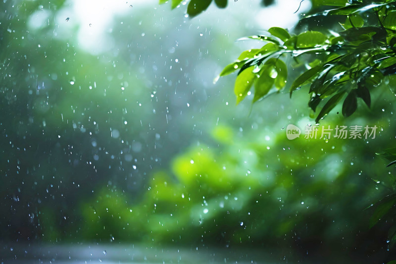 自然风景植物背景雨水