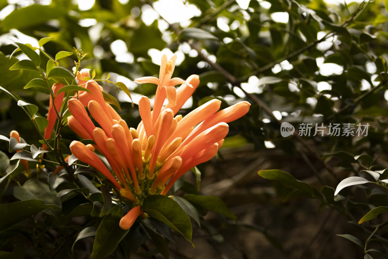 深圳仙湖植物园