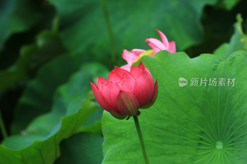 雨后清新的荷花