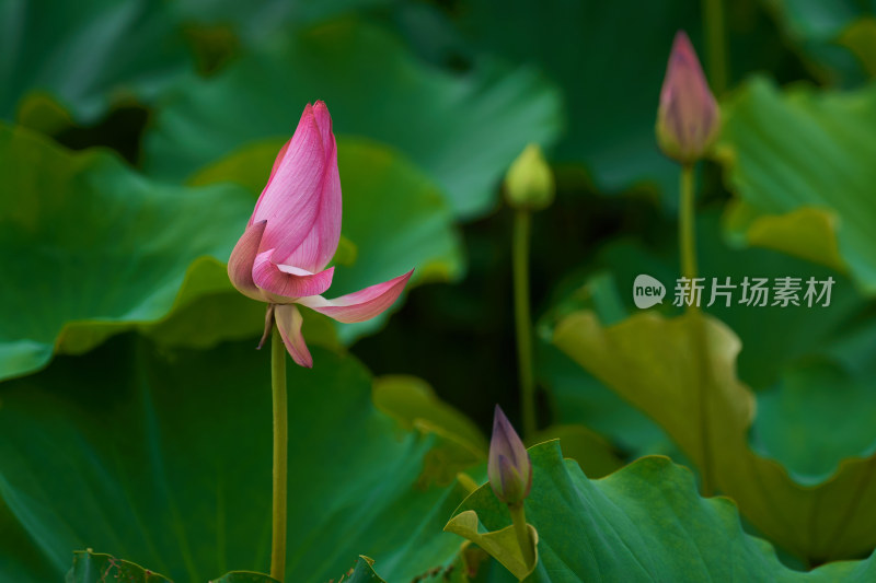 夏天的荷花