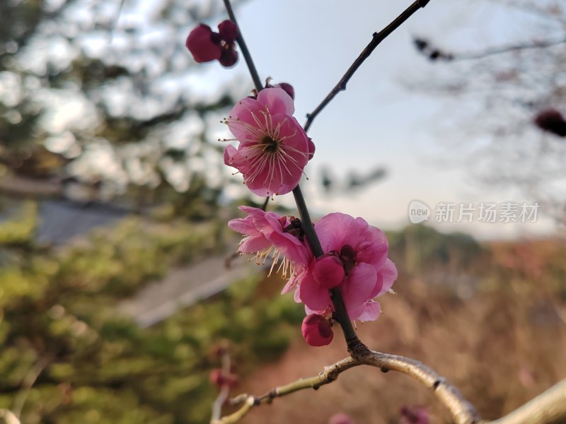 枝头盛开的粉色梅花