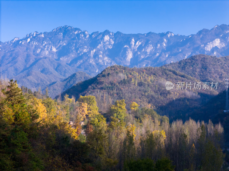 洛阳白河镇千年银杏林秋景