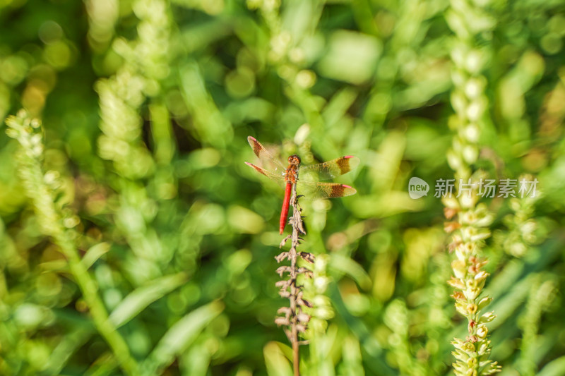 蜻蜓在花草上休息
