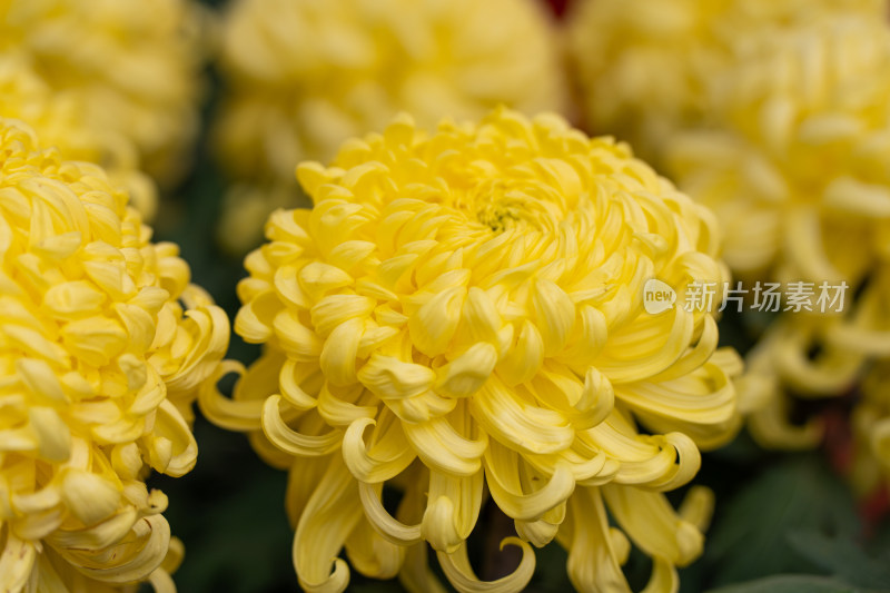 开封清明上河园菊花展菊花特写