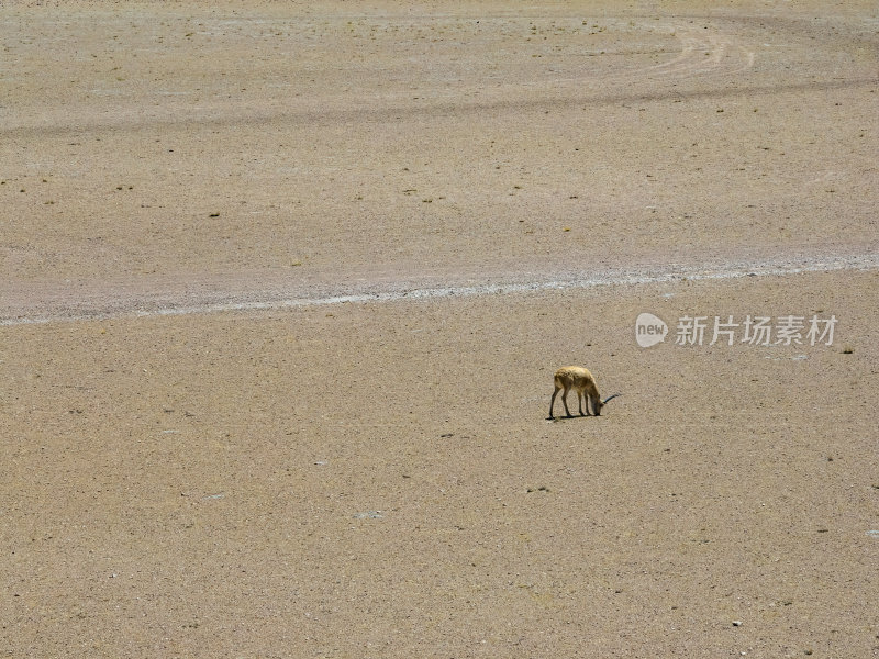 西藏阿里地区无人区荒漠戈壁上的精灵藏羚羊