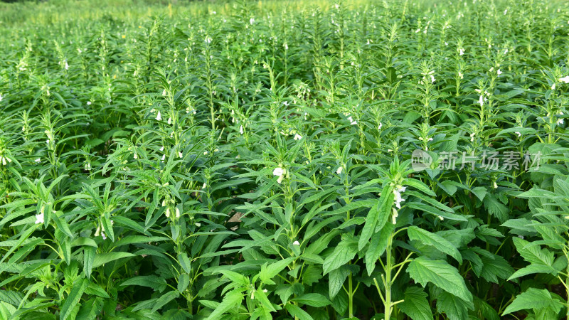 生长中的芝麻芝麻田