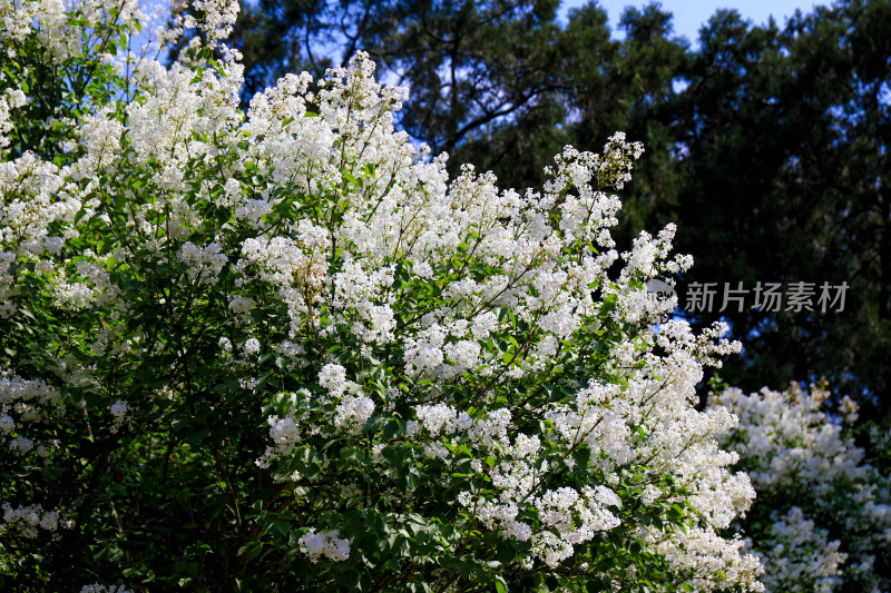 丁香花花卉