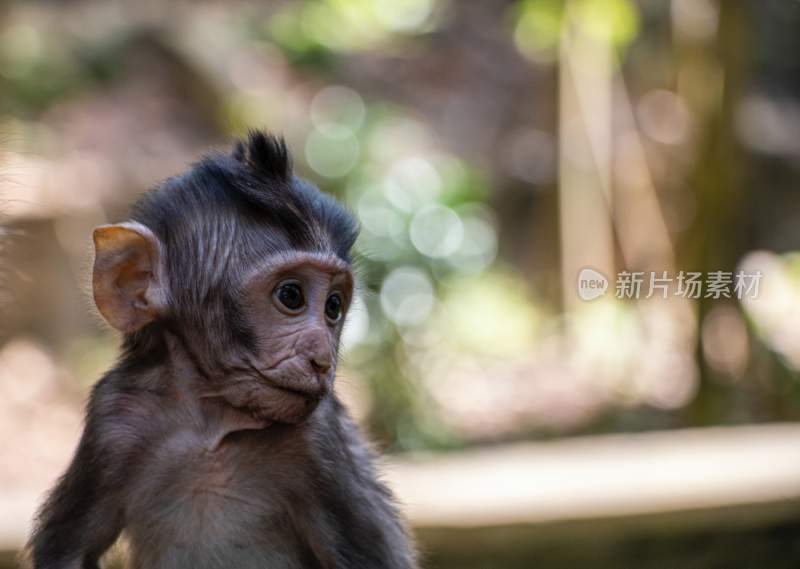 野生动物猴子