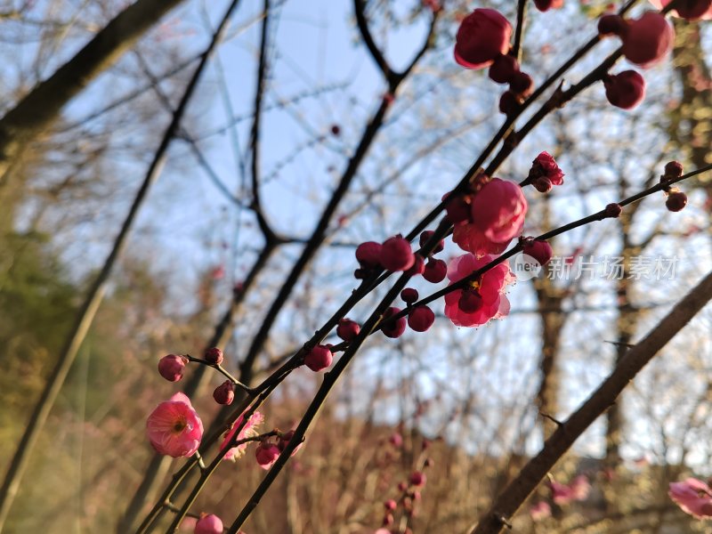 春日户外盛开的红梅花枝特写