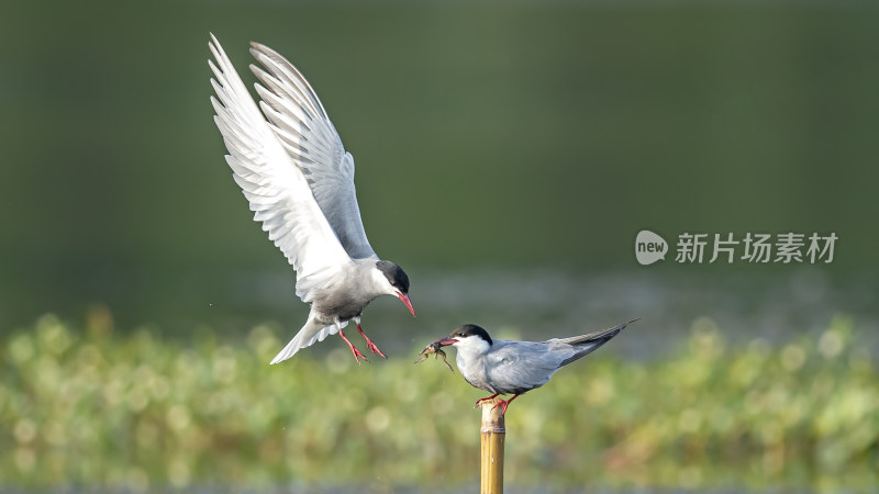 空中喂食