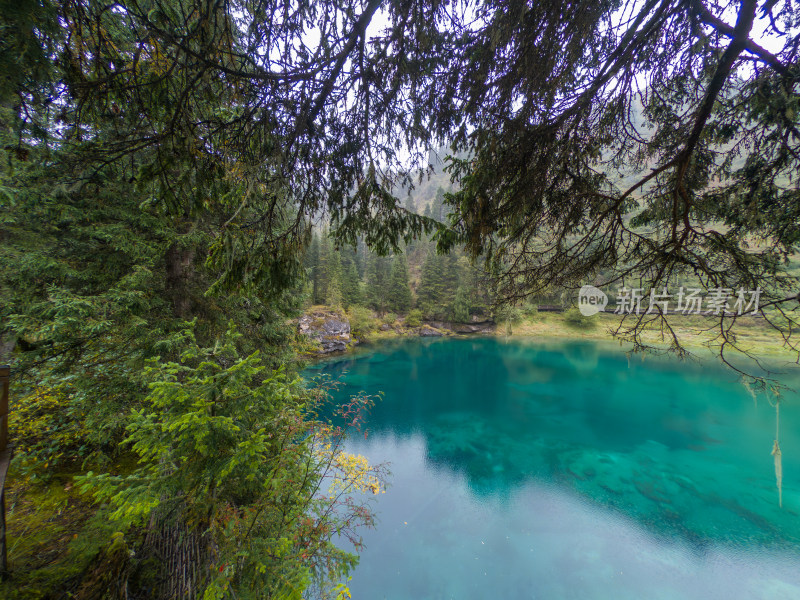 静谧的森林与湖景