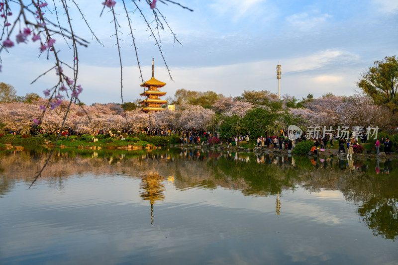 湖北武汉东湖樱园春季樱花与五重塔风光