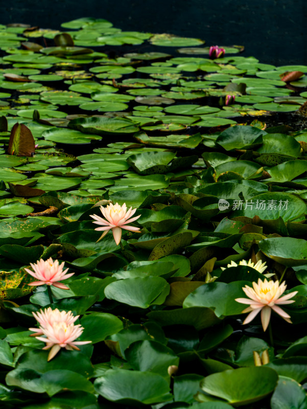 池塘睡莲莲花盛开