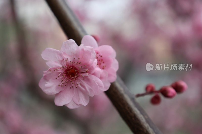 特写粉色梅花花枝