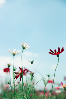 夏日格桑花