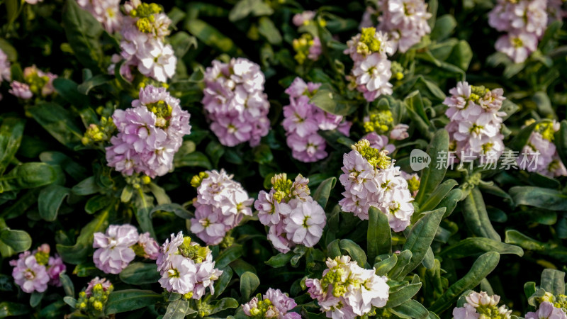 花草植物摄影图