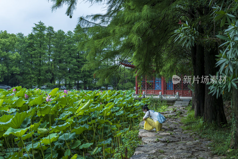 武汉东湖磨山景区盆景园