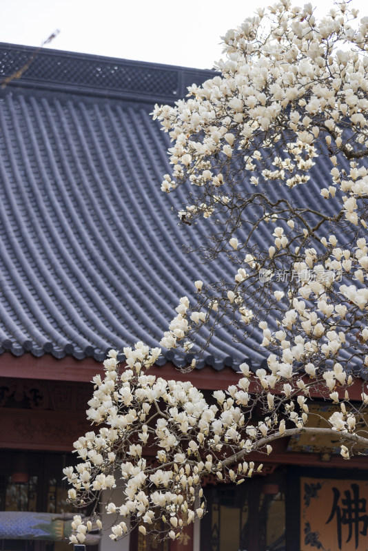 杭州法喜寺500年白玉兰盛放