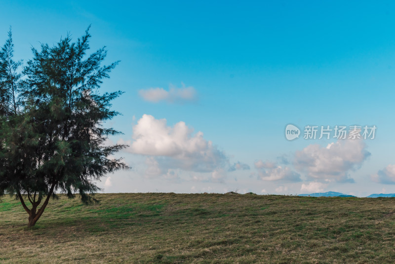 夏日早晨草地蓝天白云树壁纸