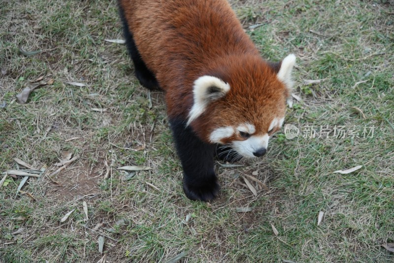 小熊猫在草地行走