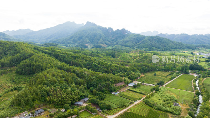 航拍武夷山绿色农田与茶园