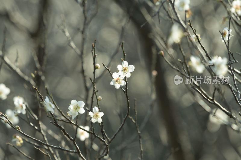 冬天小寒节气梅花盛开