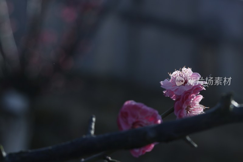 梅花 腊梅 红梅花