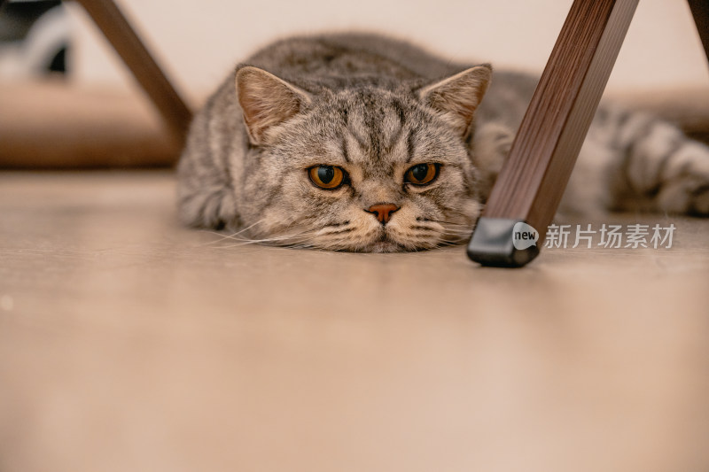 房间里可爱的宠物猫咪