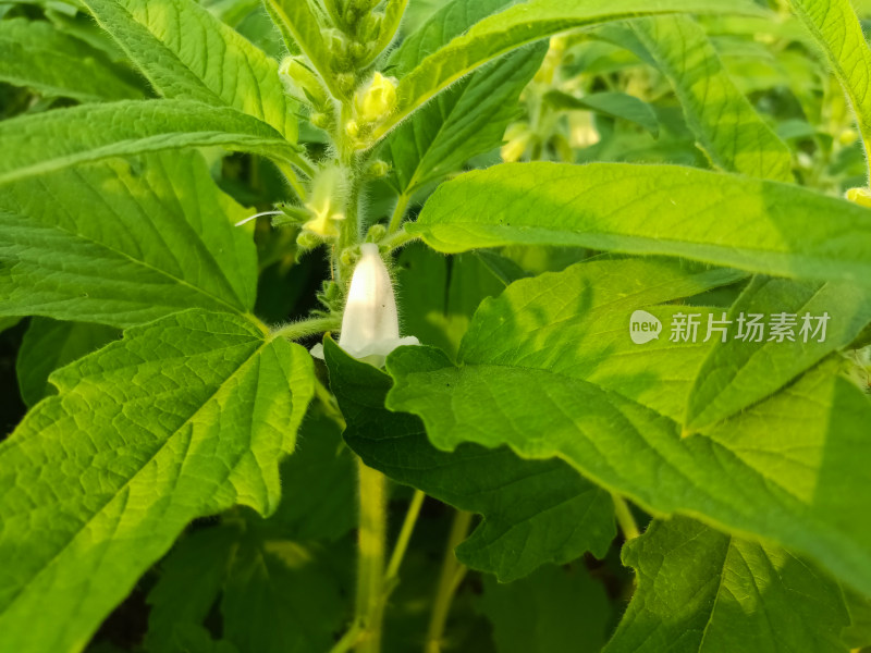 夏天成熟的芝麻籽苗杆植物特写自然