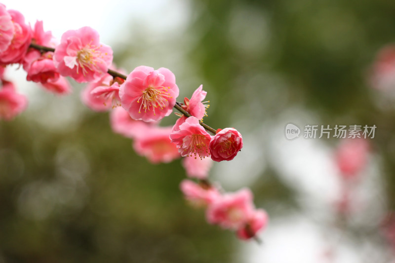 春天梅花盛开