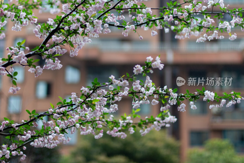 雨中的粉色海棠花素材