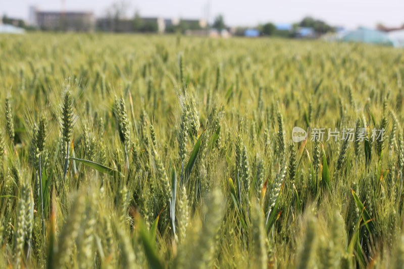 农田小麦