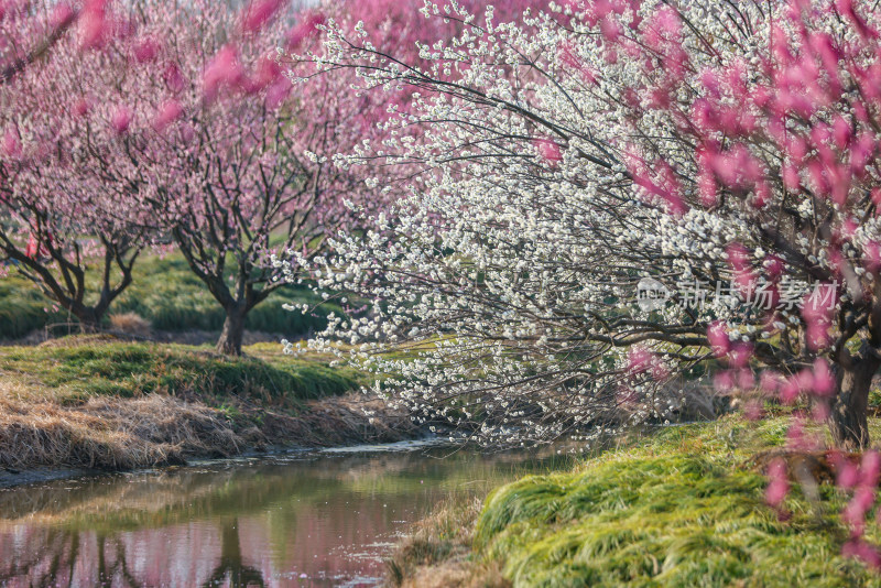 花开海上梅花节