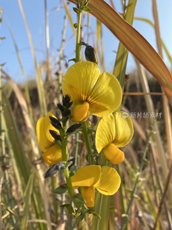 户外生长的黄色花朵近景特写