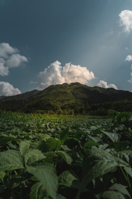 夏季山区云朵树叶风光