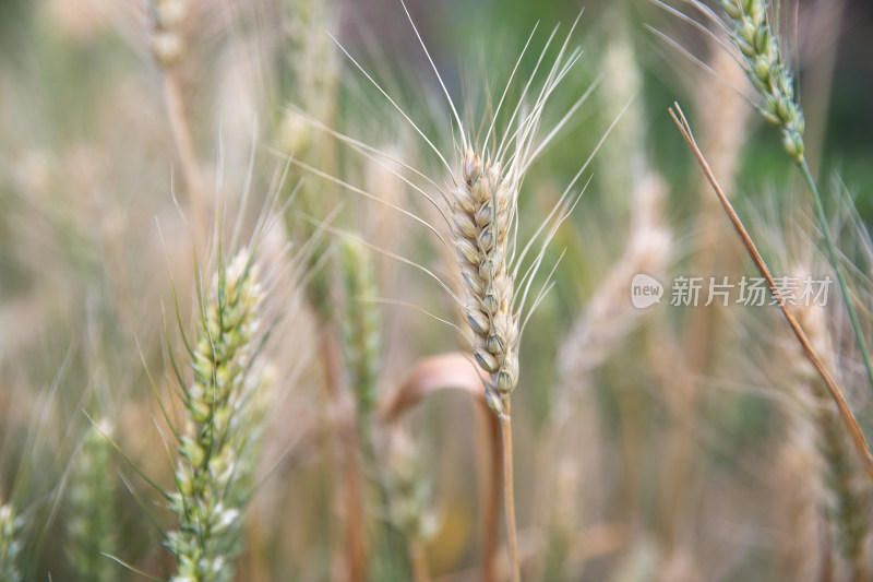 即将成熟的传统农作物小麦麦穗特写