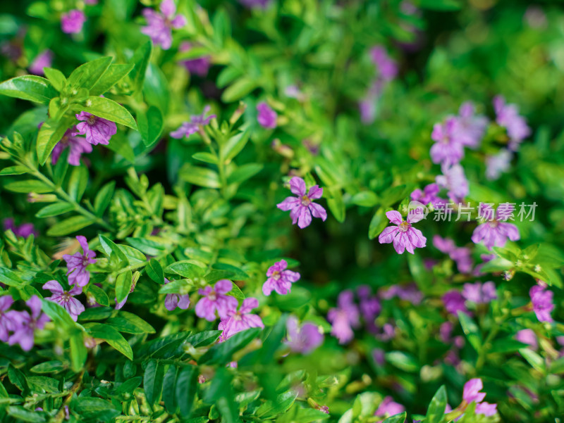 夏日小清新花草——萼距花