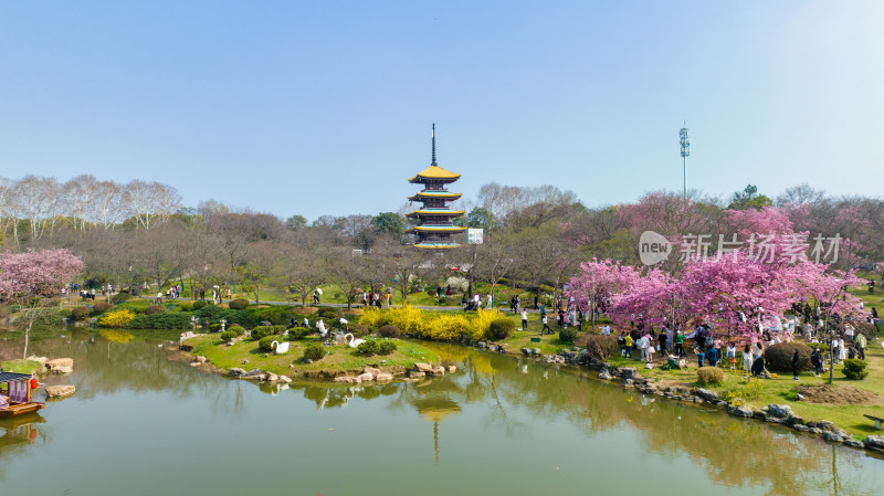 武汉东湖樱花园的早樱景色