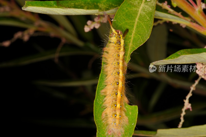 植物上的毛虫微距特写镜头