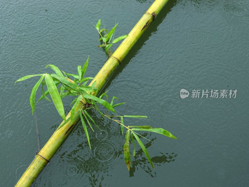 下雨天的湖面和湖面上的植物竹子